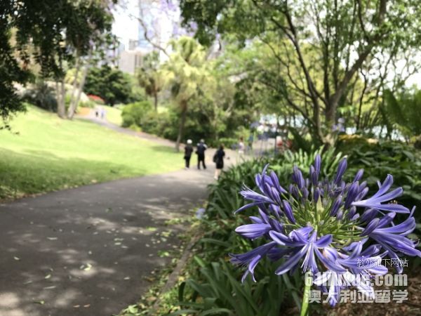 申请澳大利亚本科条件