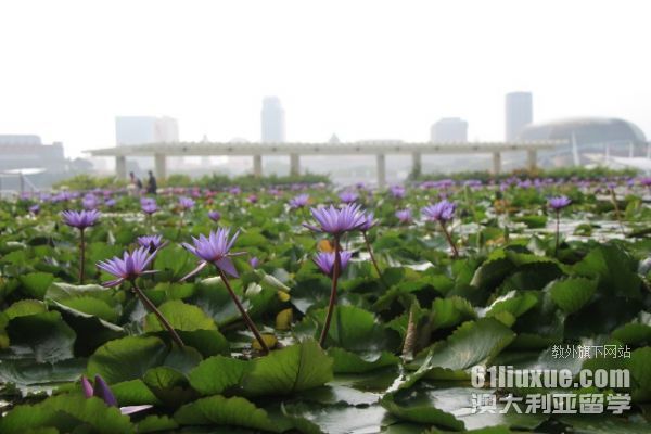 新加坡科廷大学学费是多少