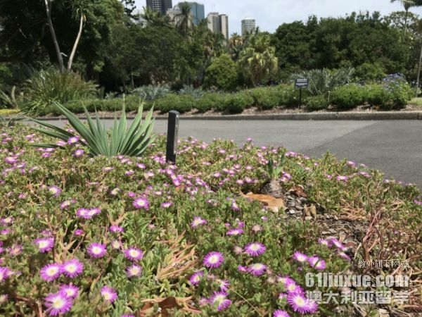昆士兰大学国际排名