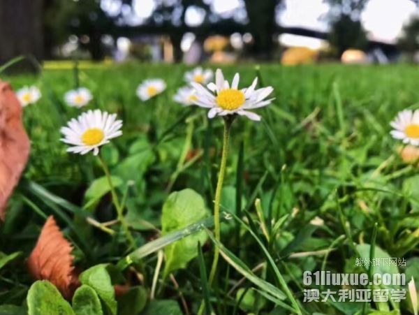 澳洲留学计算机专业本科