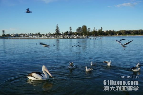 2026年澳洲大学世界排名